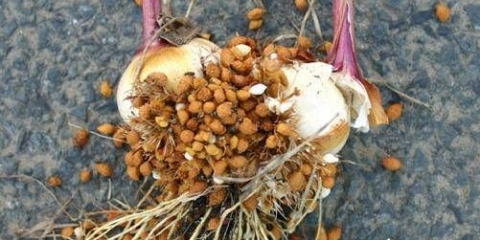 Kako uzgajati gladiole od beba